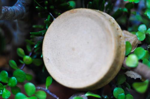 Herb Stripper Dish - Purple Sage