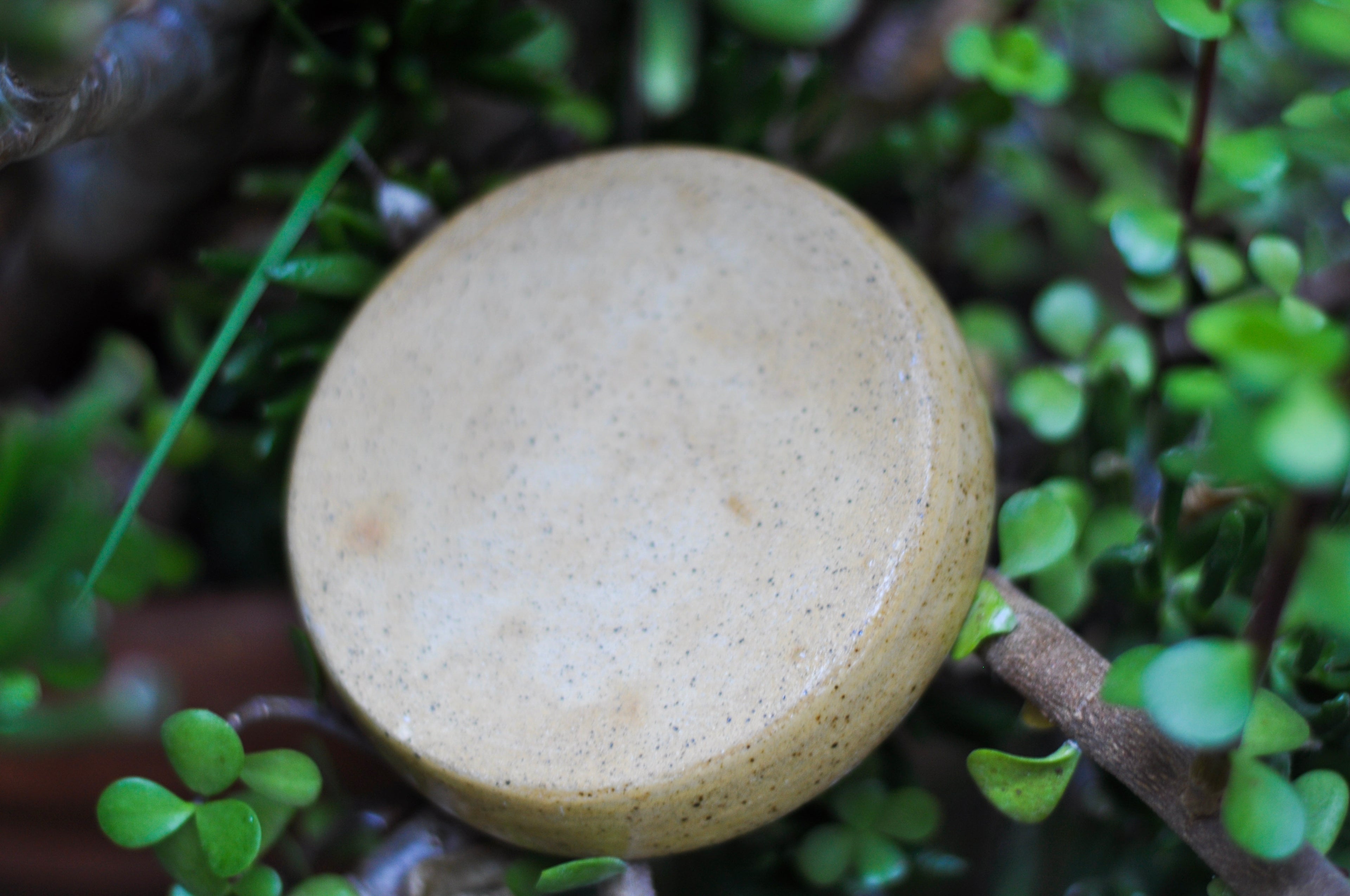 Small Dish - California Poppy